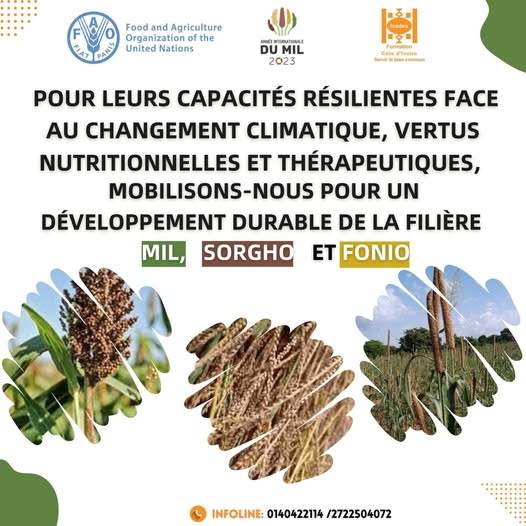 Visuel sur les capacités résilientes du mil, du sorgho et du fonio face au changement climatique